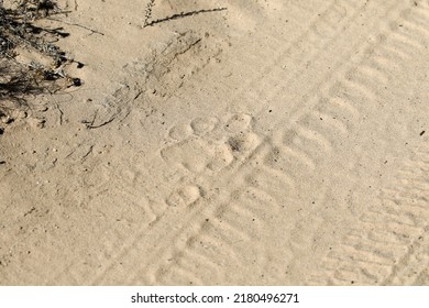 Kgalagadi Transfrontier National Park, South Africa: Lion Footprint In A Sandy Road