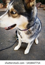 Khaleesi Isba Husky Cross German Shepperd