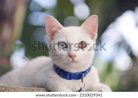 Khao manee Cat have diamond 2 colors on the eyes with grassland in nature background.