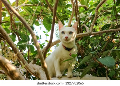 Khaomanee white cat climbing the tree in the garden - Shutterstock ID 1327782065