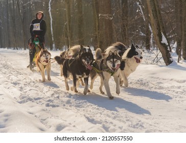 Kharkiv  Ukraine  02.05.2022, Winter Dog Fest 2022: Nordic Sled Dog Competition