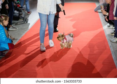 KHARKIV, UKRAINE - OCTOBER 20, 2019: Small Shaggy Dog In A Suit Close-up. Woman And Dog Yorkshire Terrier (York) Breed On The Red Carpet. Dog Show And Costume Demonstration.
