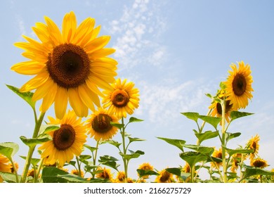 Kharkov, Ukraine. Sunflower fields with sunflower are blooming on the background of the sky on sunny days and hot weather. Sunflower is a popular field planted for vegetable oil production. 