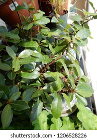 Khat Chewing Leaf