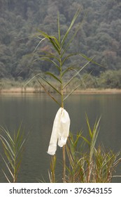 Khecheopalri Lake In Sikkim, India.