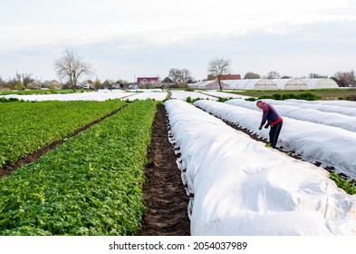 Kherson Oblast, Ukraine - May 1, 2021: Farmer Removes White Spunbond Agrofibre From A Potato Plantation. Use Of Protective Coating Materials In Agriculture. Growing Crops In A Cold Season.