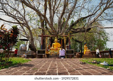 Khok Pip, Si Mahosot District, Prachin Buri. February 13, 2021. Wat Ton Pho Si Maha Phot, It has the oldest Bodhi tree in Thailand. 
