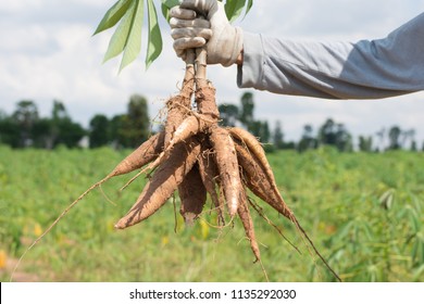 Khonkaen,Thailand-June 1,2018:Farmer  ้harvest cassava in farmland before rainy season.