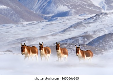 Kiang, Equus kiang, largest of the wild asses, winter mountain codition, Tso-Kar lake, Ladakh, India. Kiang from Tibetan Plateau, in the snow. Wild asses heard, Tibet. Wildlife scene, nature.        