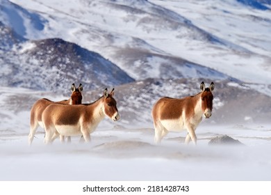 Kiang, Equus kiang, largest of the wild asses, winter mountain codition, Tso-Kar lake, Ladakh, India. Kiang from Tibetan Plateau, in the snow. Wild asses heard, Tibet. Wildlife scene, nature.      