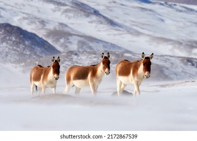 Kiang from Tibetan Plateau, in the snow. Wild asses heard, Tibet. Wildlife scene, nature.   Kiang, Equus kiang, largest of the wild asses, winter mountain codition, Tso-Kar lake, Ladakh, India.      