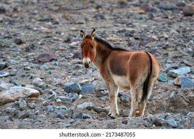 Kiang from Tibetan Plateau, in the stone. Wild asses heard, Tibet. Wildlife scene, nature.   Kiang, Equus kiang, largest of the wild asses, winter mountain codition, Tso-Kar lake, Ladakh, India.      