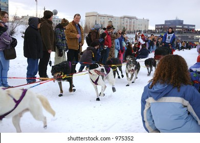 Kiara Adams And Her Team Of Sled Dogs Begin The Yukon Quest Sled Dog Race.