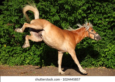 Kicking haflinger horse portrait against summer green bushes 