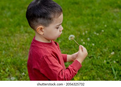 Kid Is Blowing A Dry Dandelion Flower,profile Photo,dark Red Pullover,hoodie, Blurry Green Background.delicate Photo,autumn