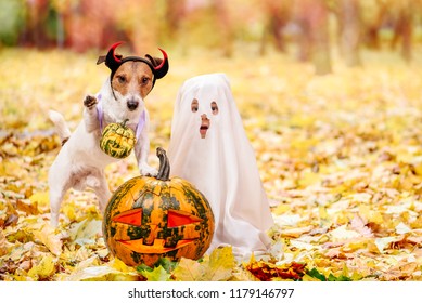 Kid And Dog Dressed In Halloween Costumes With Jack O'lantern Pumpkins