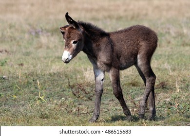 112 Jerusalem pony Images, Stock Photos & Vectors | Shutterstock