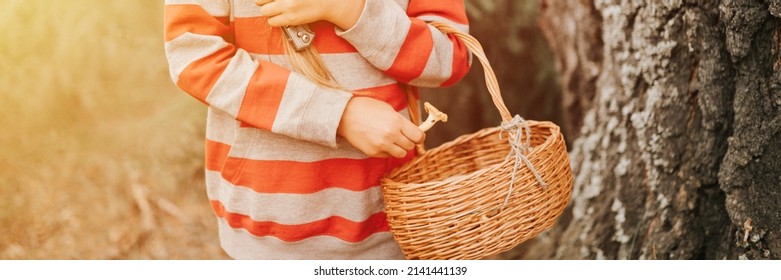 Kid Girl Mushroom Picker Is Seek For And Picking Mushrooms With Basket In The Summer Forest. Child Survivalists Gathers A Wild Fungus Harvest And Outdoor Foraging  In Nature. Banner. Flare