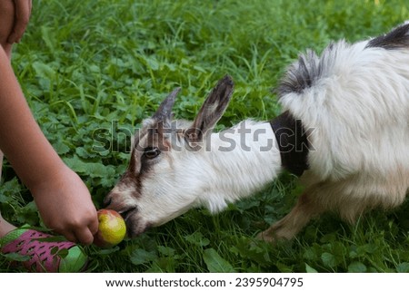 Kid of goat and an apple. Child's hand holding an apple. Close-up. 