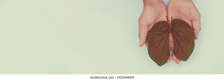 Kid Hands Holding Lung Shaped Leaves, Lung Cancer, World Tuberculosis Day, World No Tobacco Day, Covid, Long Covid, Eco Air Pollution; Organ Donation Concept