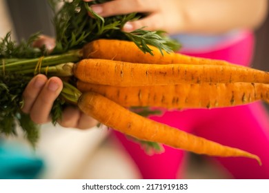 Kid Holding Bunch Of Carrots