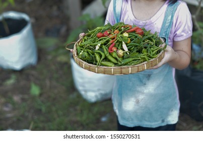 Kid Holding Tray With Full Of Chilli.