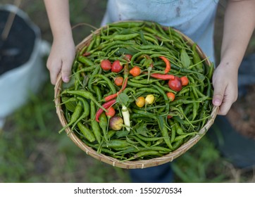 Kid Holding Tray With Full Of Chilli.