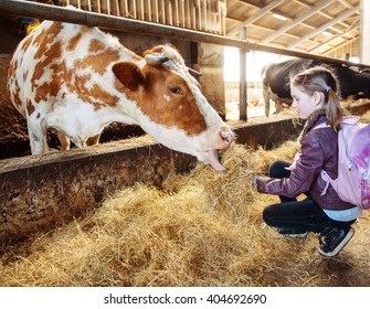 Kid At A Milk Farm Feeding Cow