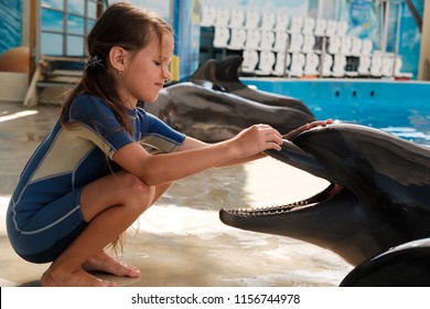 Kid Playing With Bottlenose Dolphin. Little Girl Touching Dolphin On Stage. Dolphin Assisted Therapy