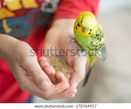 Kid playing with his pet parrot and feeding it