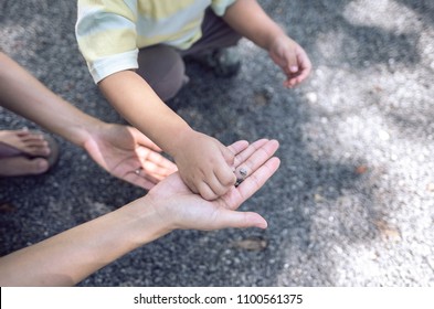 Kid Playing With Mother, Baby Hands Picking Up Stones Put On Mother Hand, Background Of Human Hands