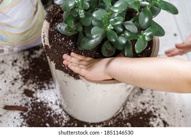 Kid Replanting A Plant In Another Pot. Baby Hands Close Up. Helps Parents.