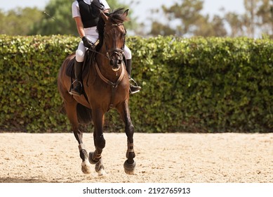 Kid Ride Horse. Horseback Riding Lesson For Young Jockey In Equestrian School Or Club.Healthy Outdoor Fun With Horses. Pet Animal On Farm