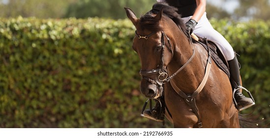 Kid ride horse. Horseback riding lesson for young jockey in equestrian school or club.Healthy outdoor fun with horses. Pet animal on farm - Shutterstock ID 2192766935