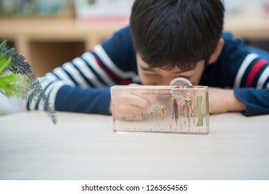 Kid Study Biology Insect In The Science Class