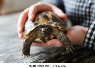 2,452 Hand holding turtle Images, Stock Photos & Vectors | Shutterstock