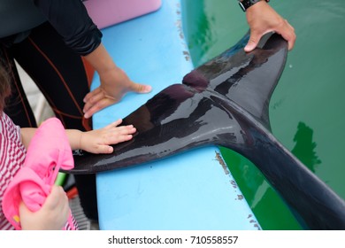 Kid touching a dolphin.