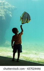 A Kid Watching A Big Tropical Fish At The Aquarium