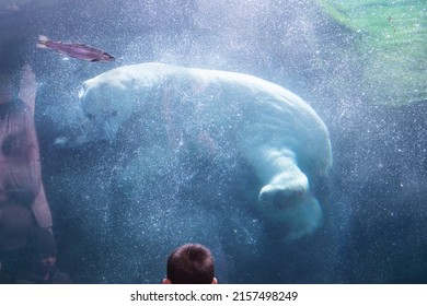 A Kid Watching Big White Bear With Fish In The Glass Water Cage