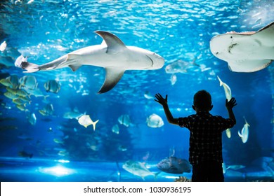Малыш наблюдает за косяком рыбы, плавающей в океанариуме