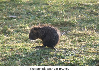 Kid Of Wild Nutria On The Grass - Myocastor Coypus