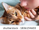 Kid is worried about his sick pet. Close up photo of domestic bengal cat and boy