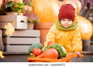 A Kid In A Yellow Overalls Drives A Toy Car Filled With Vegetables Among Large Pumpkins At The Fall Fair.