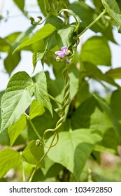 Kidney Bean Plant