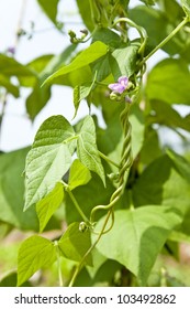 Kidney Bean Plant