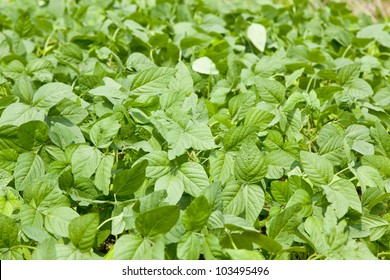 Kidney Bean Plant