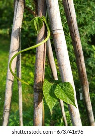 Kidney Bean Plant