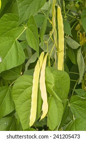 Kidney Bean Plant In The Hot House