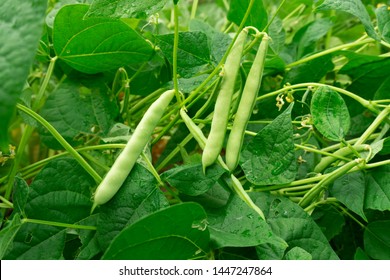 Фасоль — это разновидность фасоли обыкновенной (Phaseolus vulgaris). Зеленая фасоль со свежими листьями. Сельское хозяйство. Обычная текстура бобов.