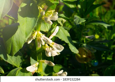 The Kidney Bean Is A Variety Of The Common Bean (Phaseolus Vulgaris). White Flowers Of The Beans Plant With Fresh Leaves. Agriculture Background. Common Bean Texture.